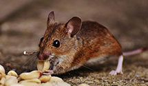 24 Hour & Emergency Exterminators in Usps Official, PA